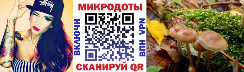 Купить закладки  Карачев  Псилоцибиновые грибы Psilocybe 
